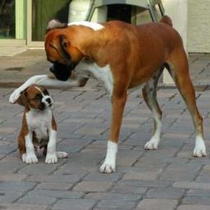 Meet your Posher, Philip